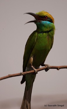 Green Bee Eater
